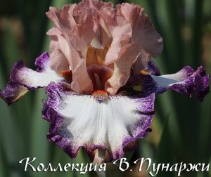 greetings my lady9